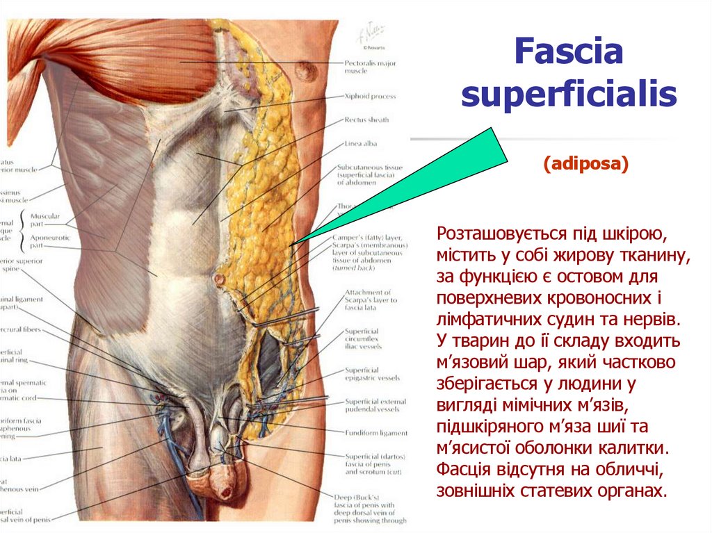 Fascia superficialis