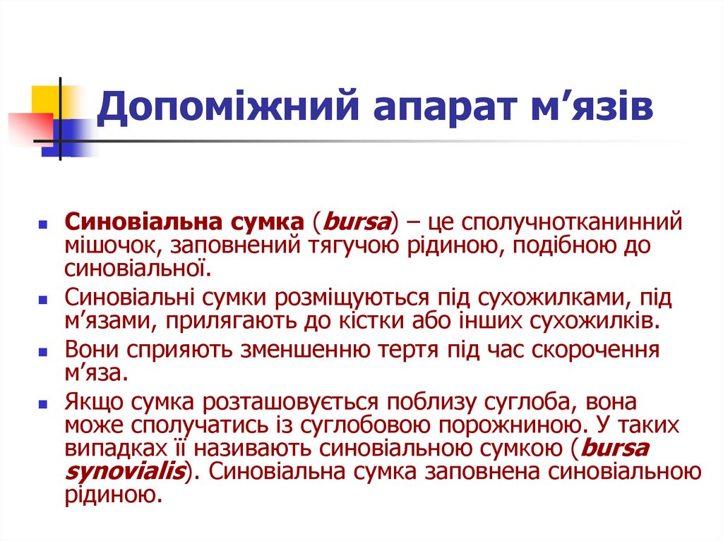 Допомiжний апарат м’язiв