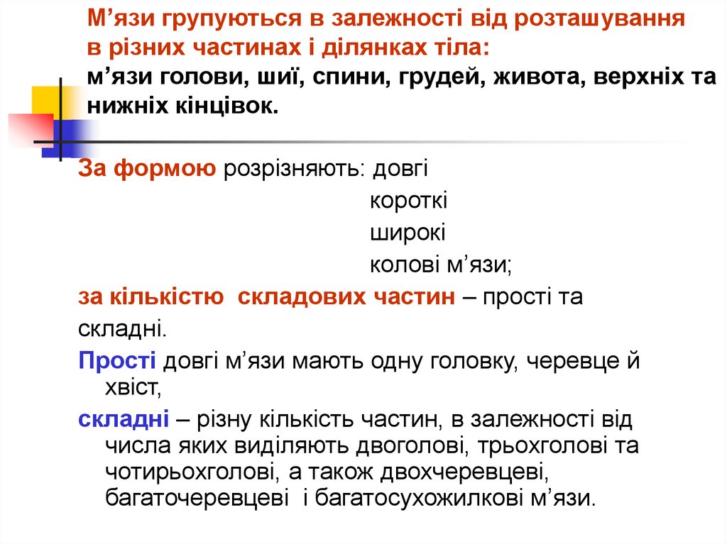 М’язи групуються в залежності від розташування в різних частинах і ділянках тіла: м’язи голови, шиї, спини, грудей, живота,
