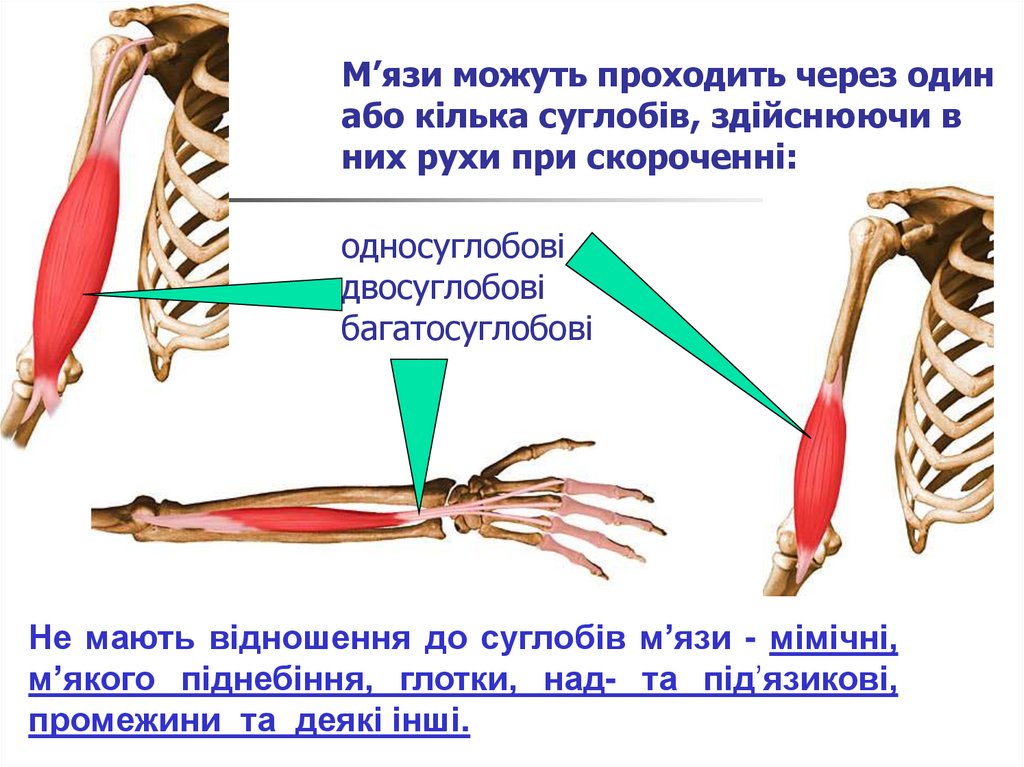 М’язи можуть проходить через один або кілька суглобів, здійснюючи в них рухи при скороченні: односуглобові двосуглобові