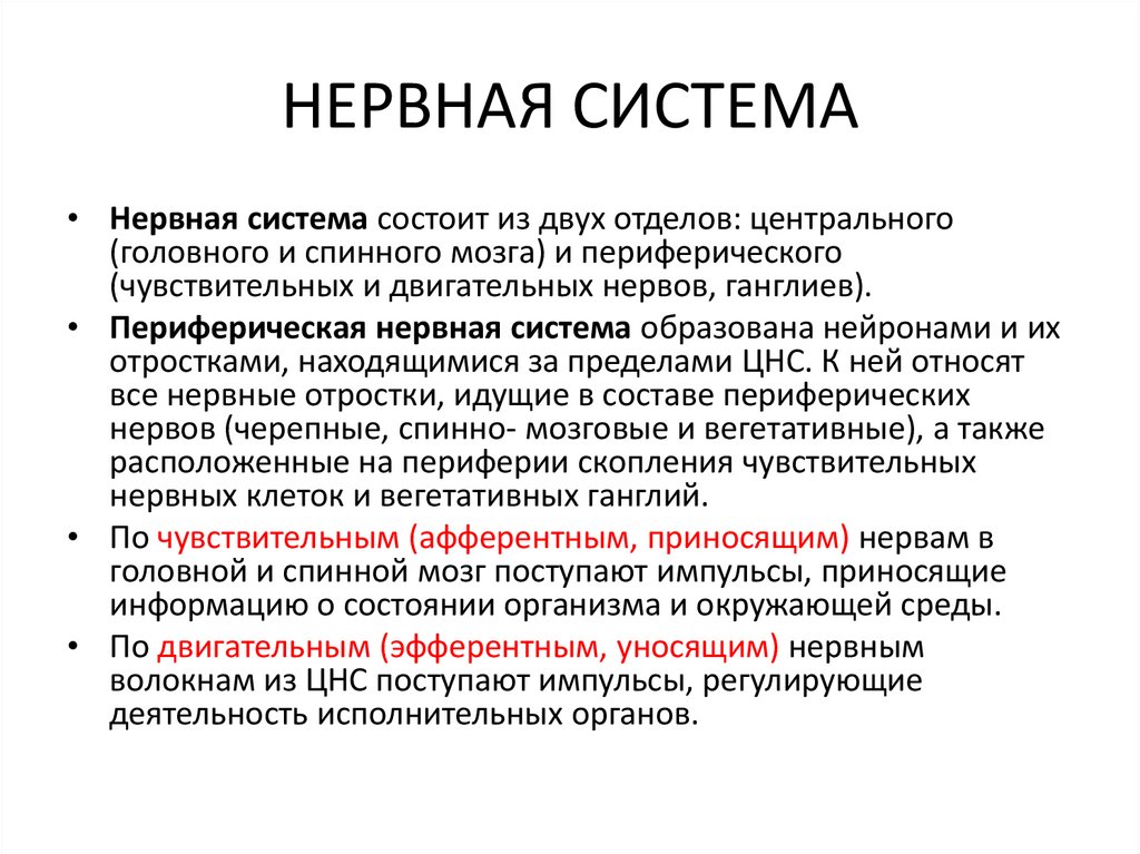 НЕРВНАЯ СИСТЕМА