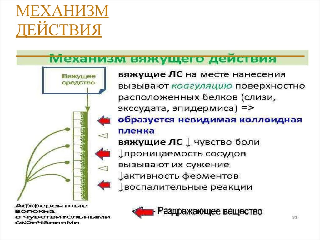 МЕХАНИЗМ ДЕЙСТВИЯ