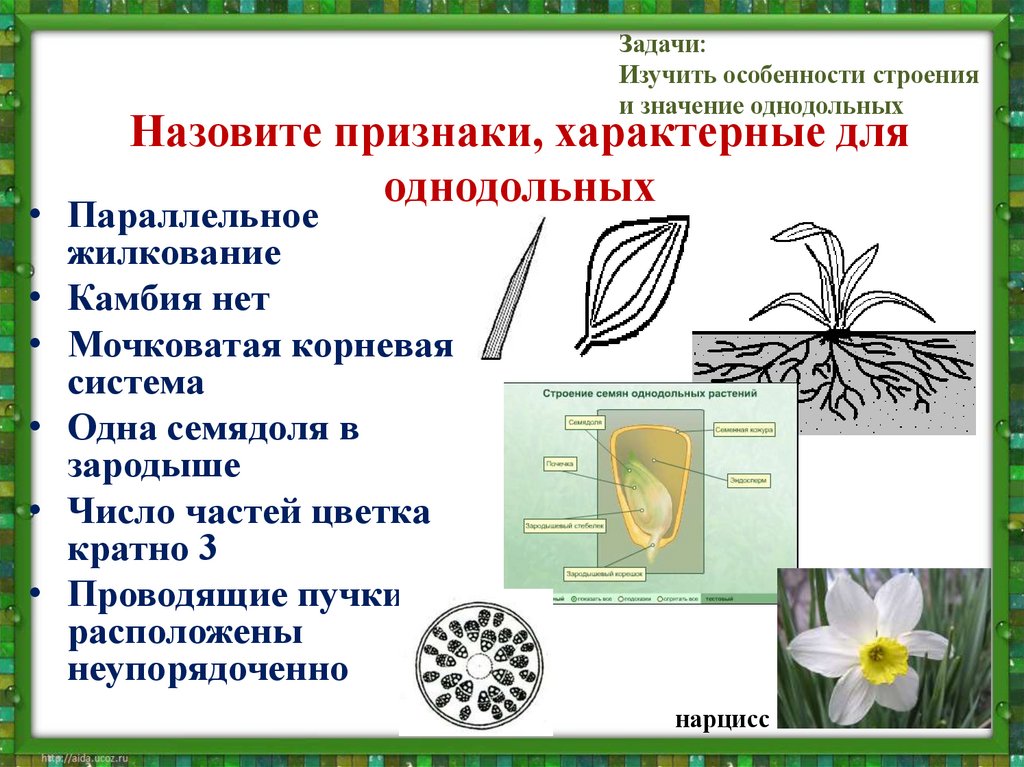 Назовите признаки, характерные для однодольных