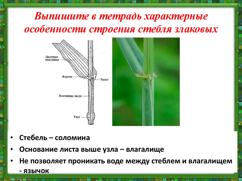 Выпишите в тетрадь характерные особенности строения стебля злаковых
