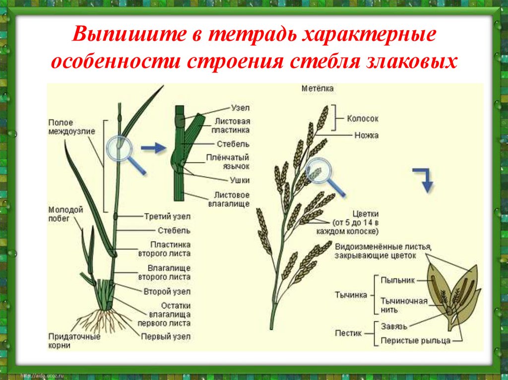 Выпишите в тетрадь характерные особенности строения стебля злаковых