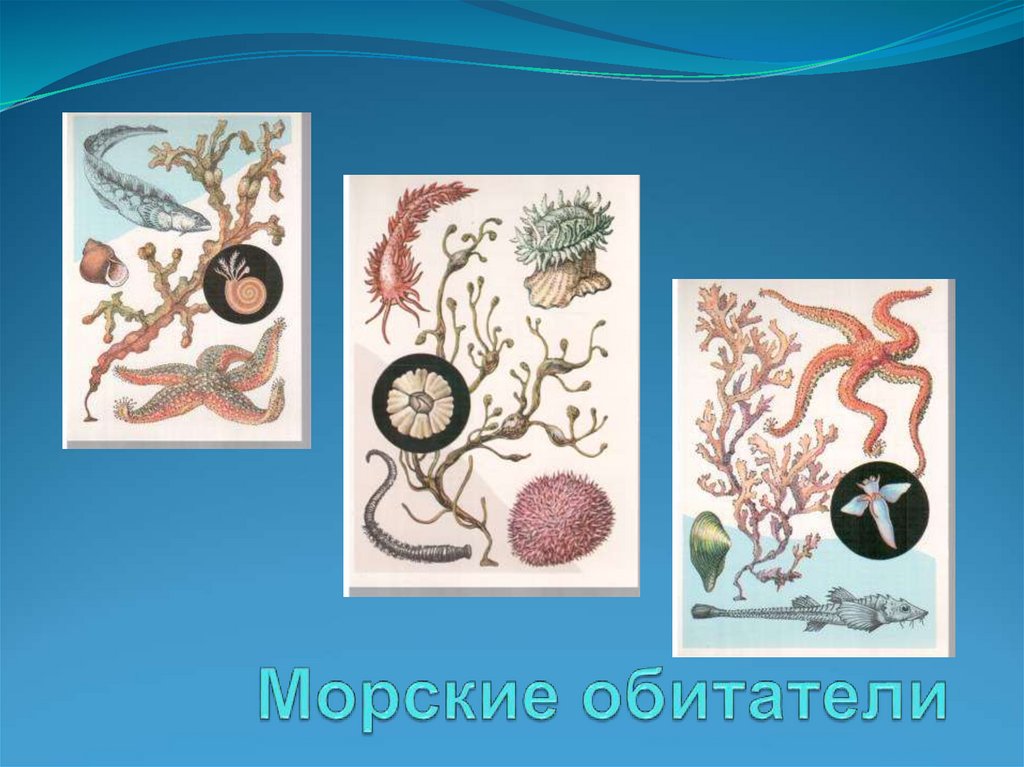 Морские обитатели