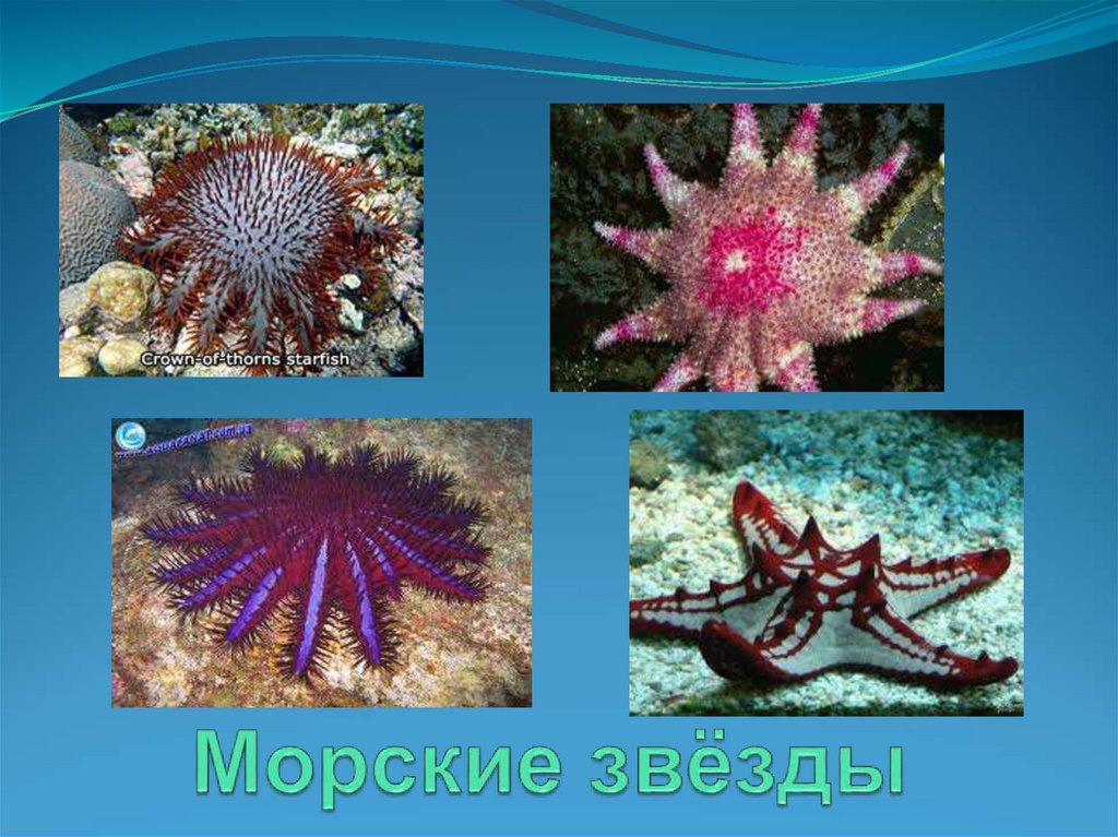 Морские звёзды