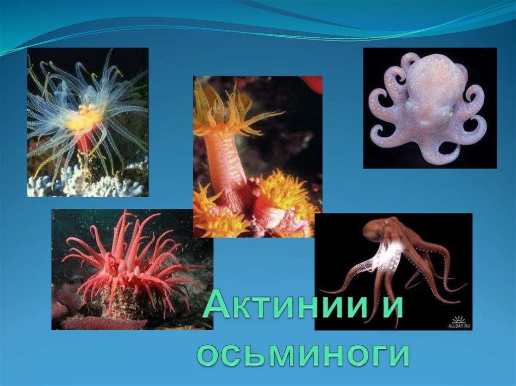 Актинии и осьминоги