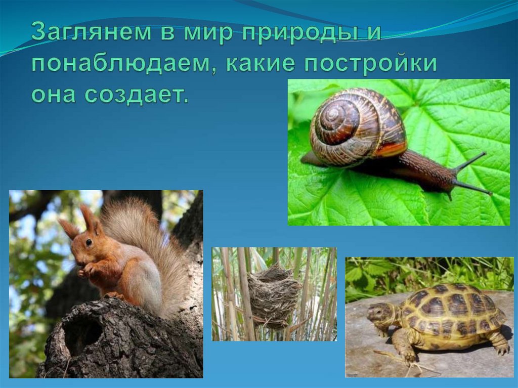 Заглянем в мир природы и понаблюдаем, какие постройки она создает.