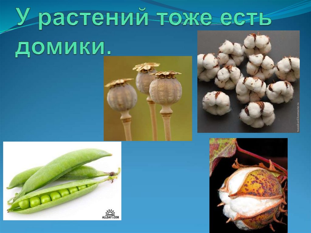 У растений тоже есть домики.