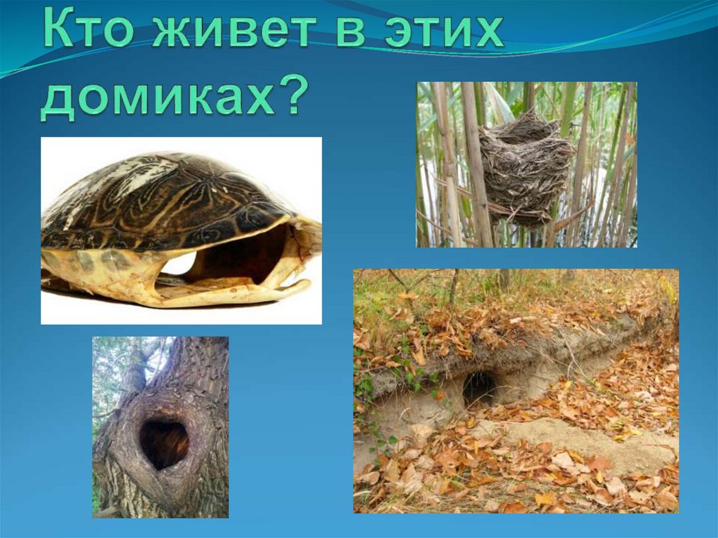 Кто живет в этих домиках?