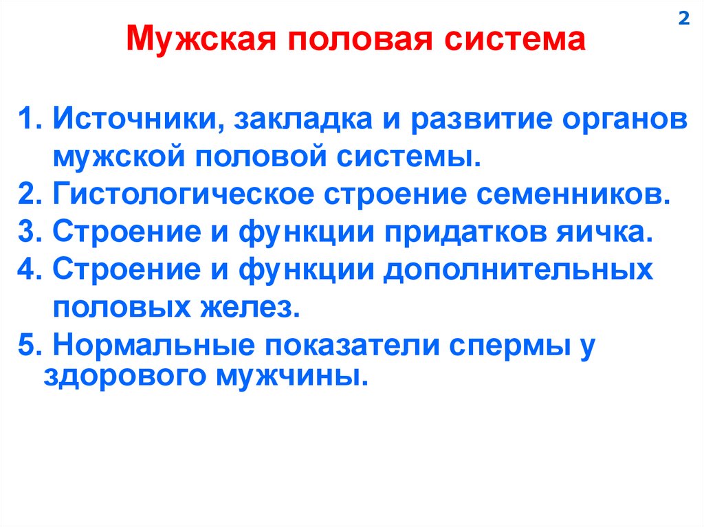 Мужская половая система