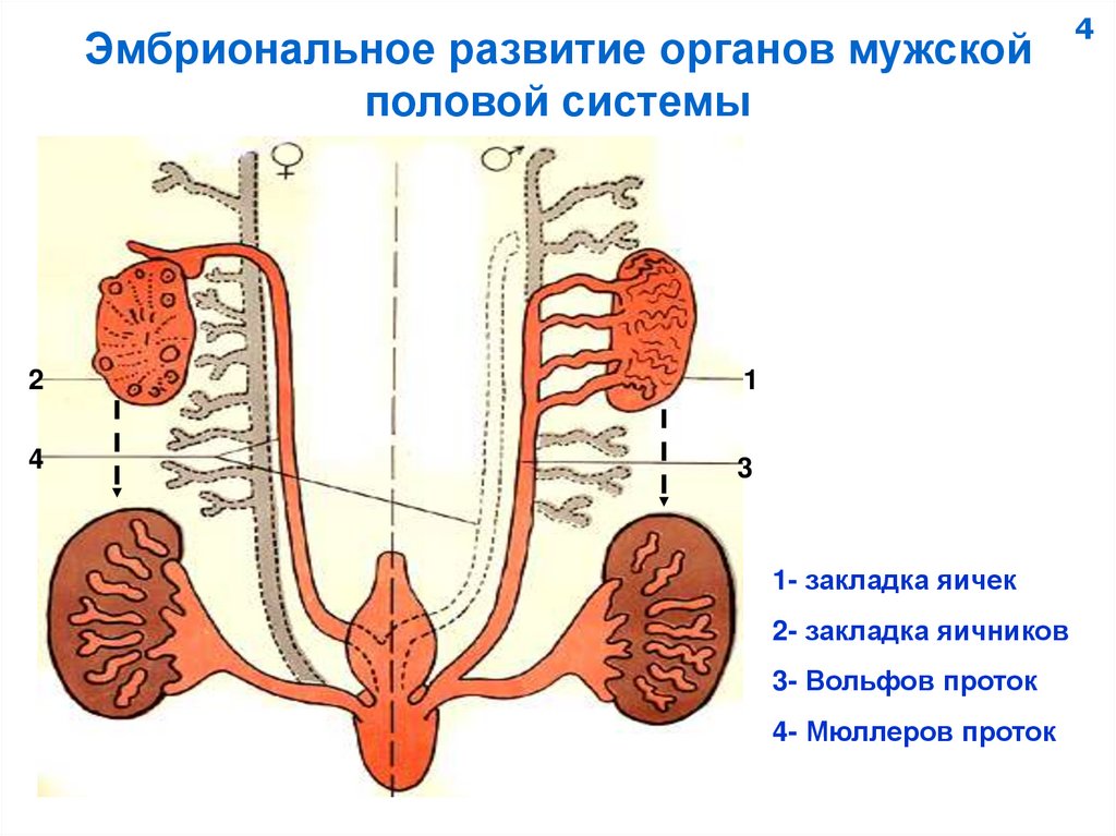 Эмбриональное развитие органов мужской половой системы
