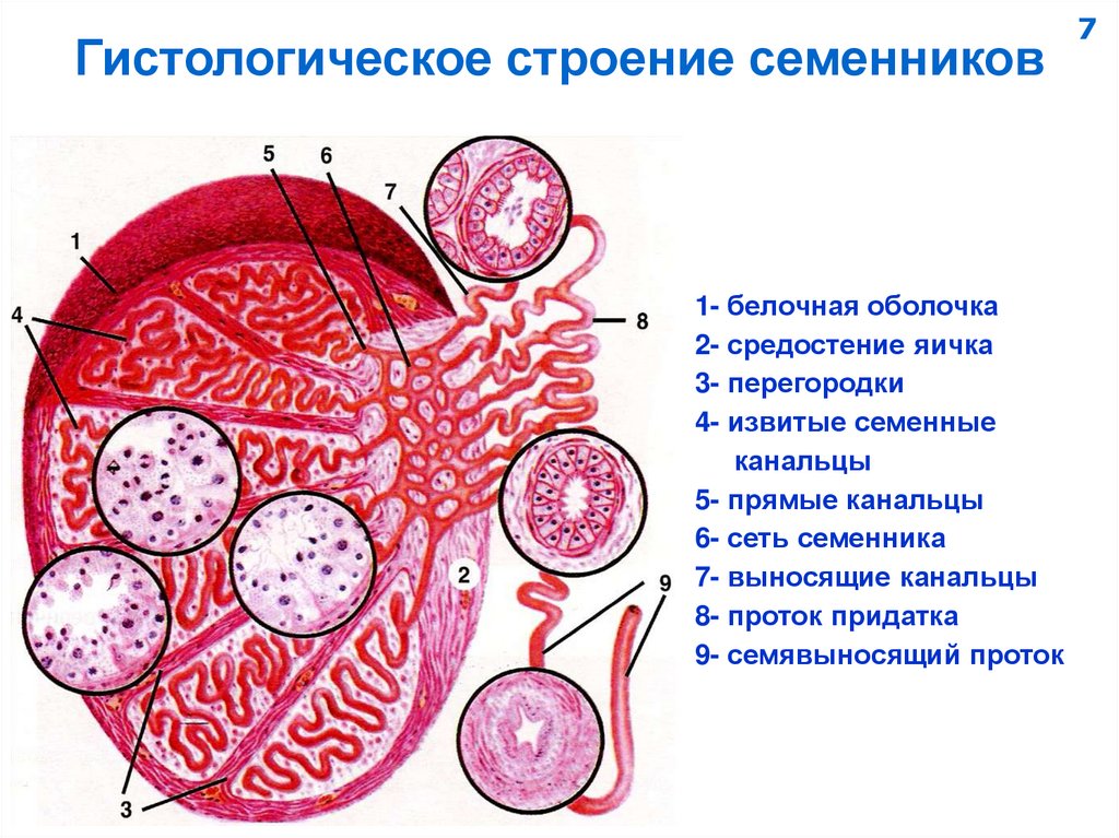Гистологическое строение семенников