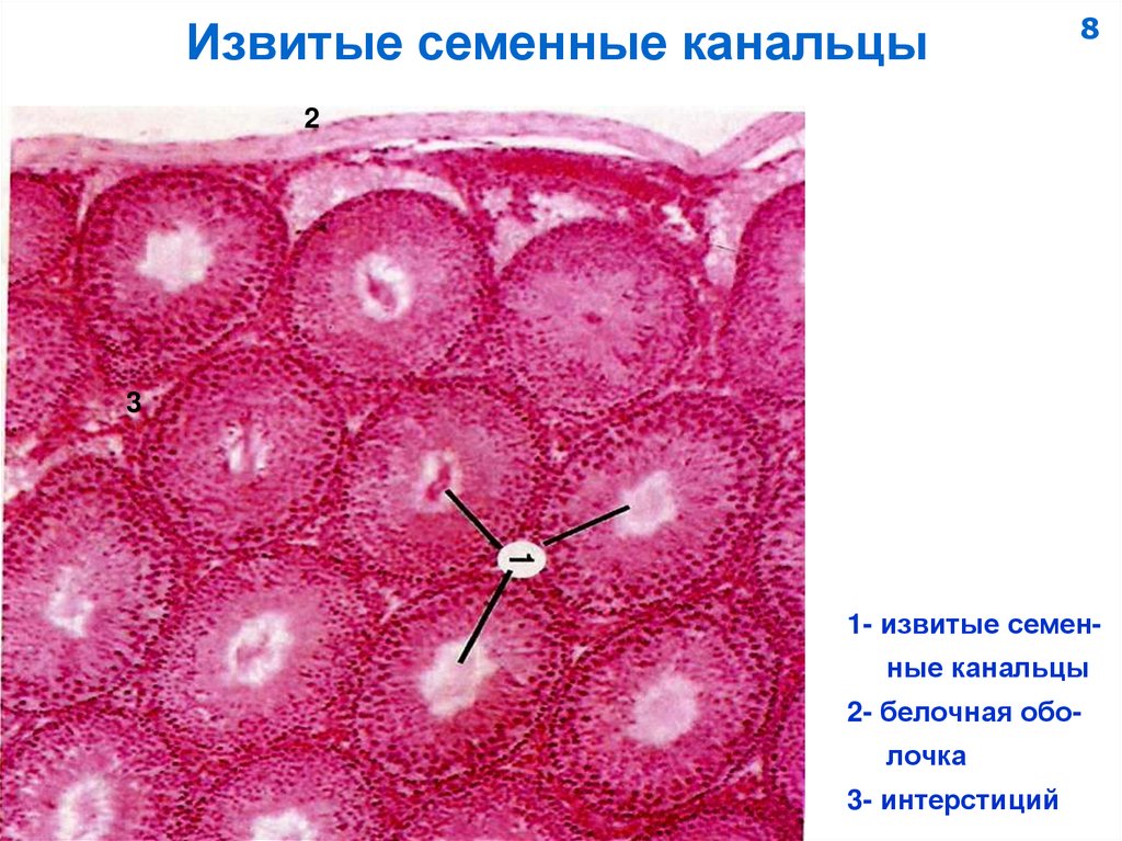 Извитые семенные канальцы