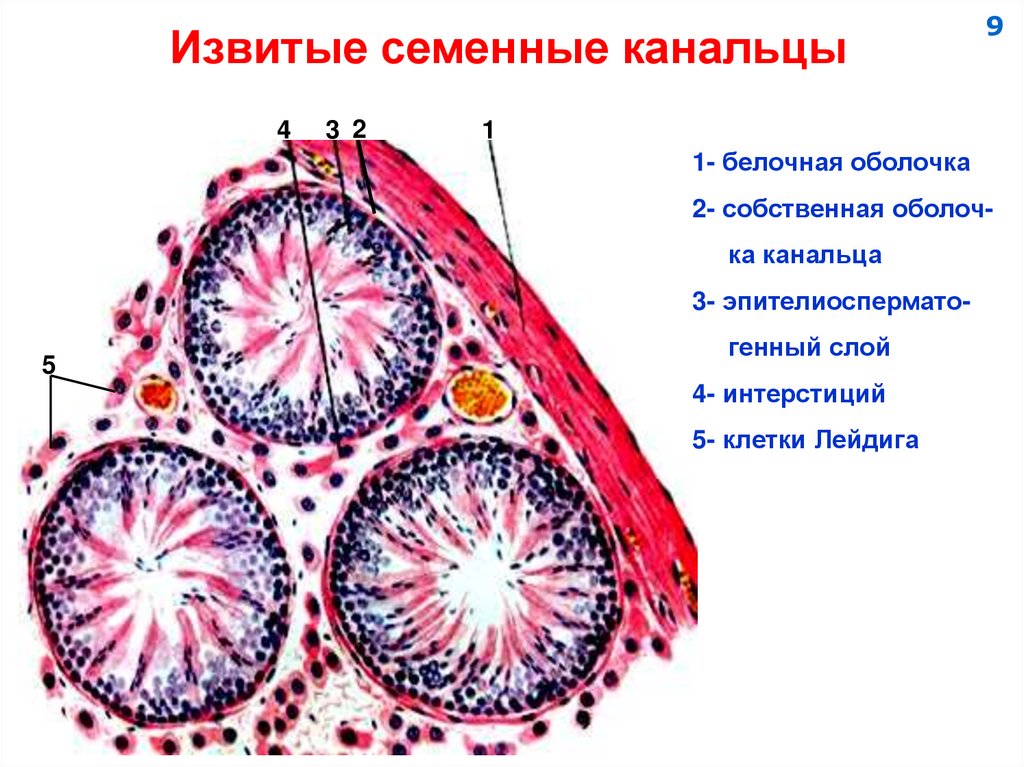 Извитые семенные канальцы