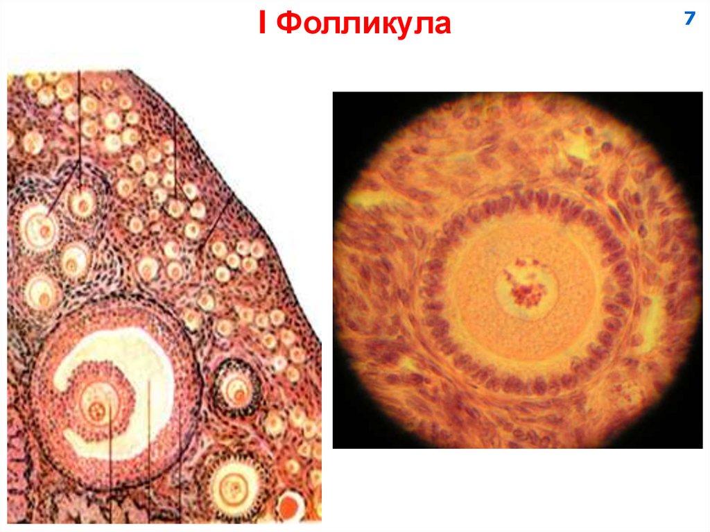 I Фолликула
