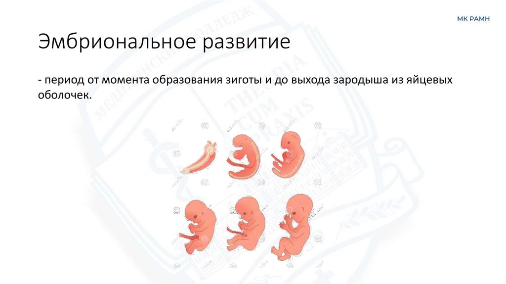 Эмбриональное развитие