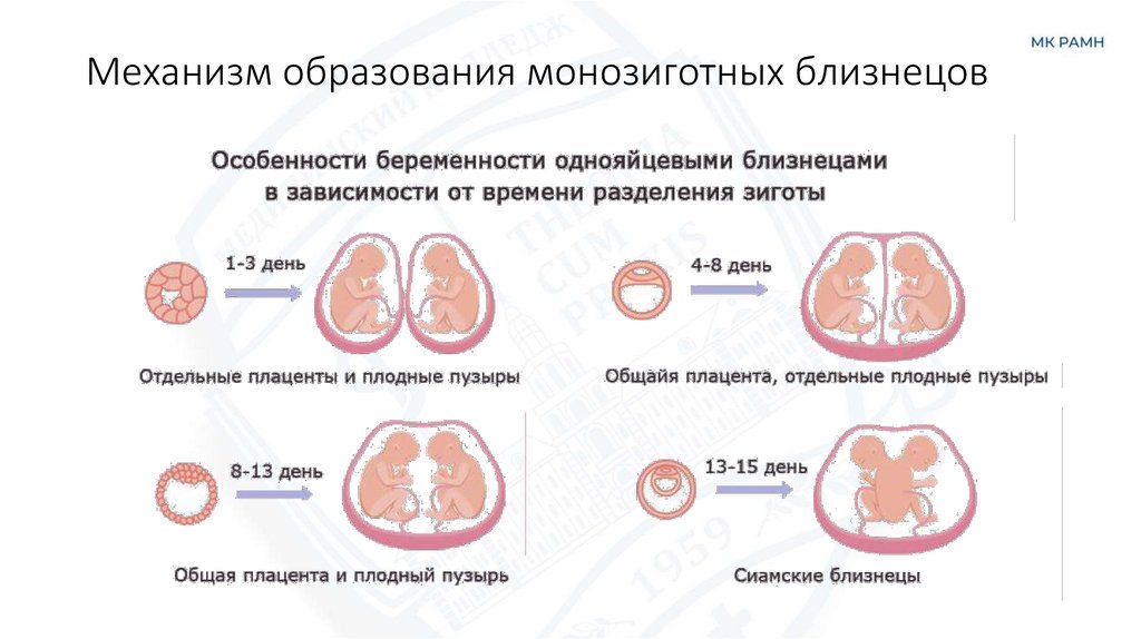 Механизм образования монозиготных близнецов