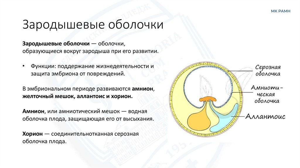 Зародышевые оболочки