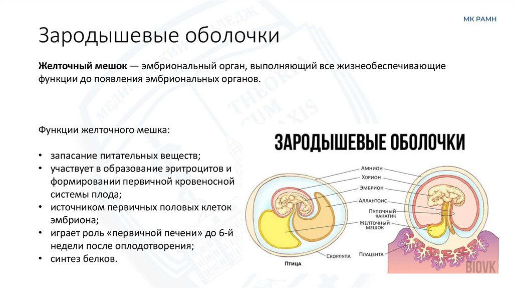 Зародышевые оболочки
