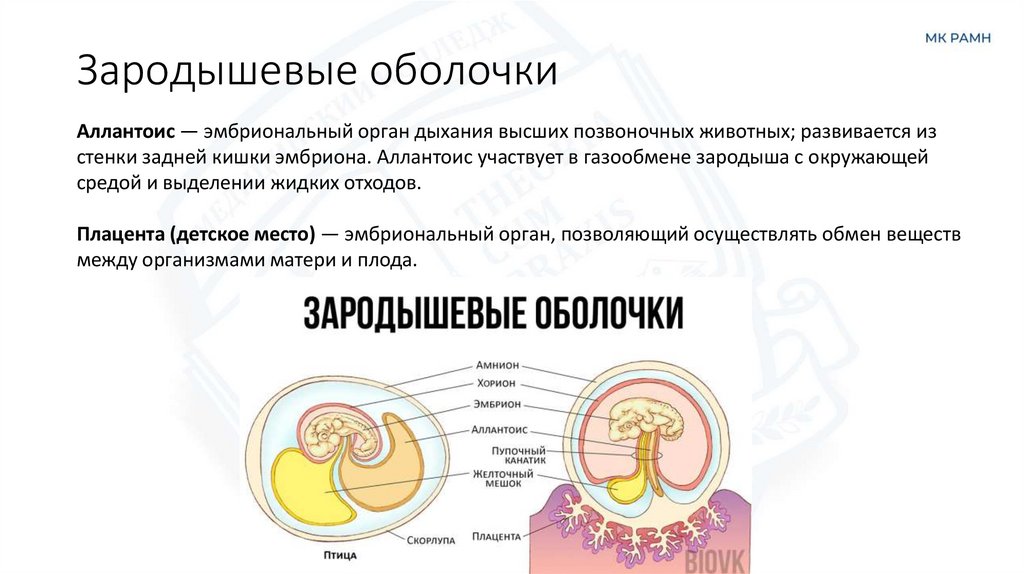 Зародышевые оболочки