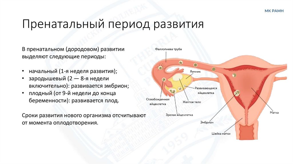 Пренатальный период развития
