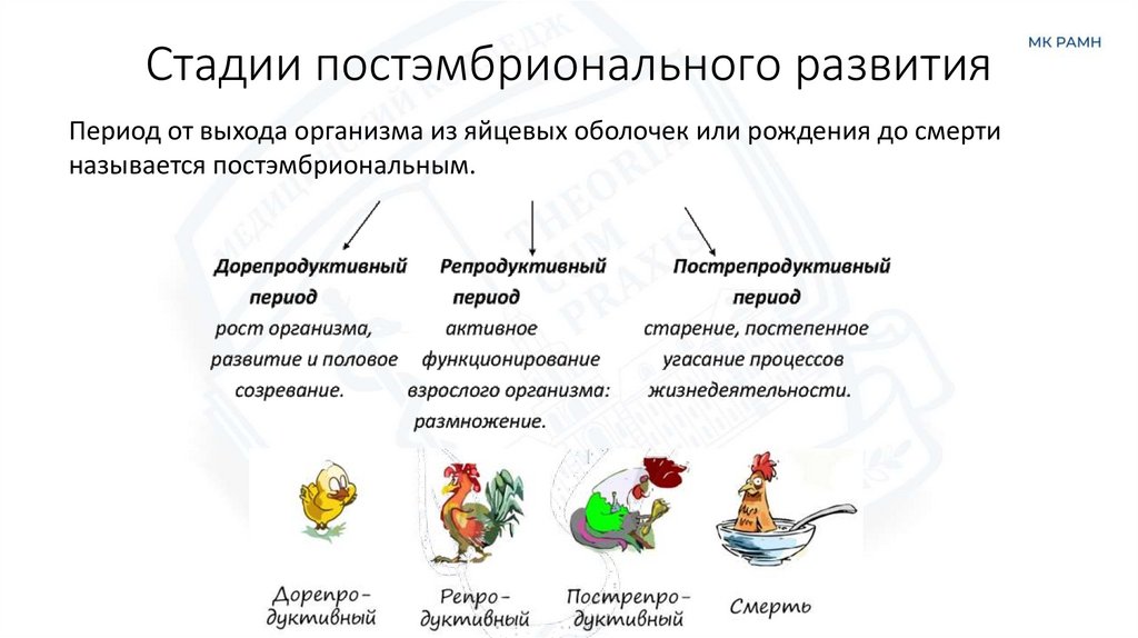 Стадии постэмбрионального развития