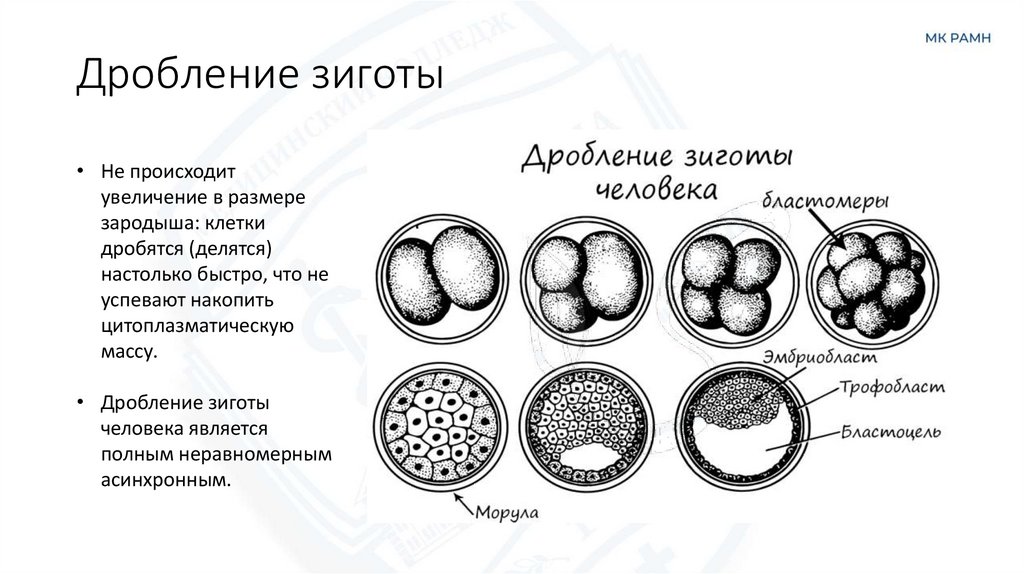 Дробление зиготы