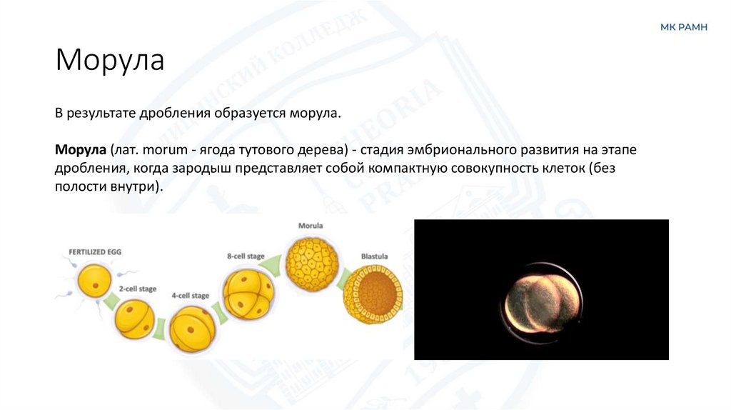 Морула