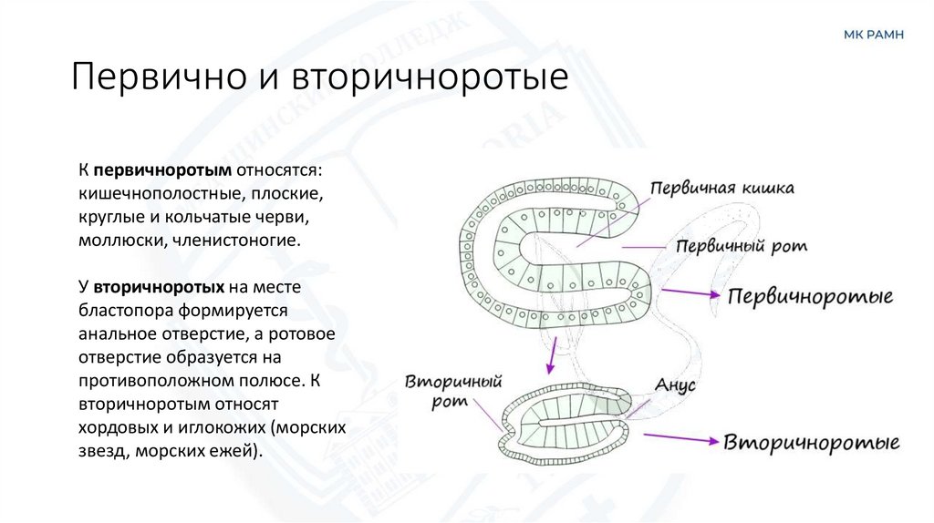 Первично и вторичноротые