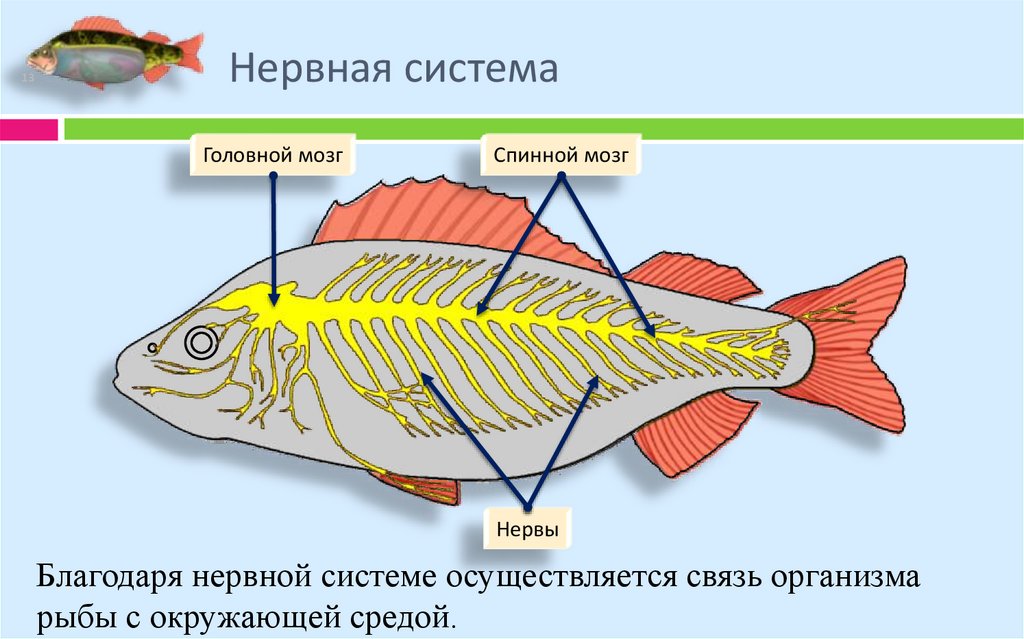 Нервная система