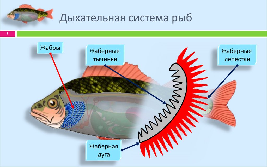 Дыхательная система рыб