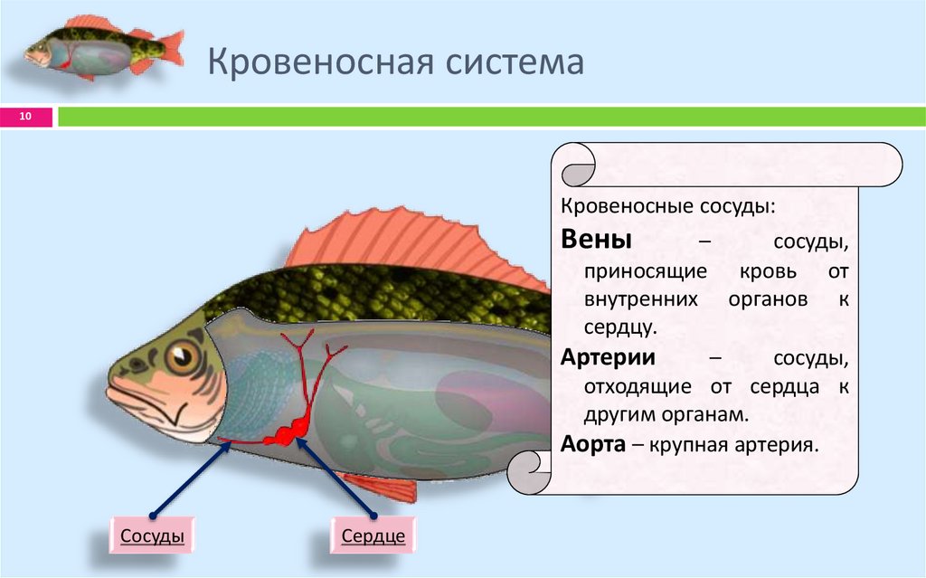 Кровеносная система