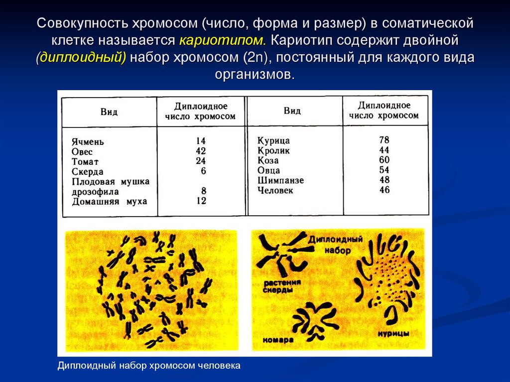 Совокупность хромосом (число, форма и размер) в соматической клетке называется кариотипом. Кариотип содержит двойной