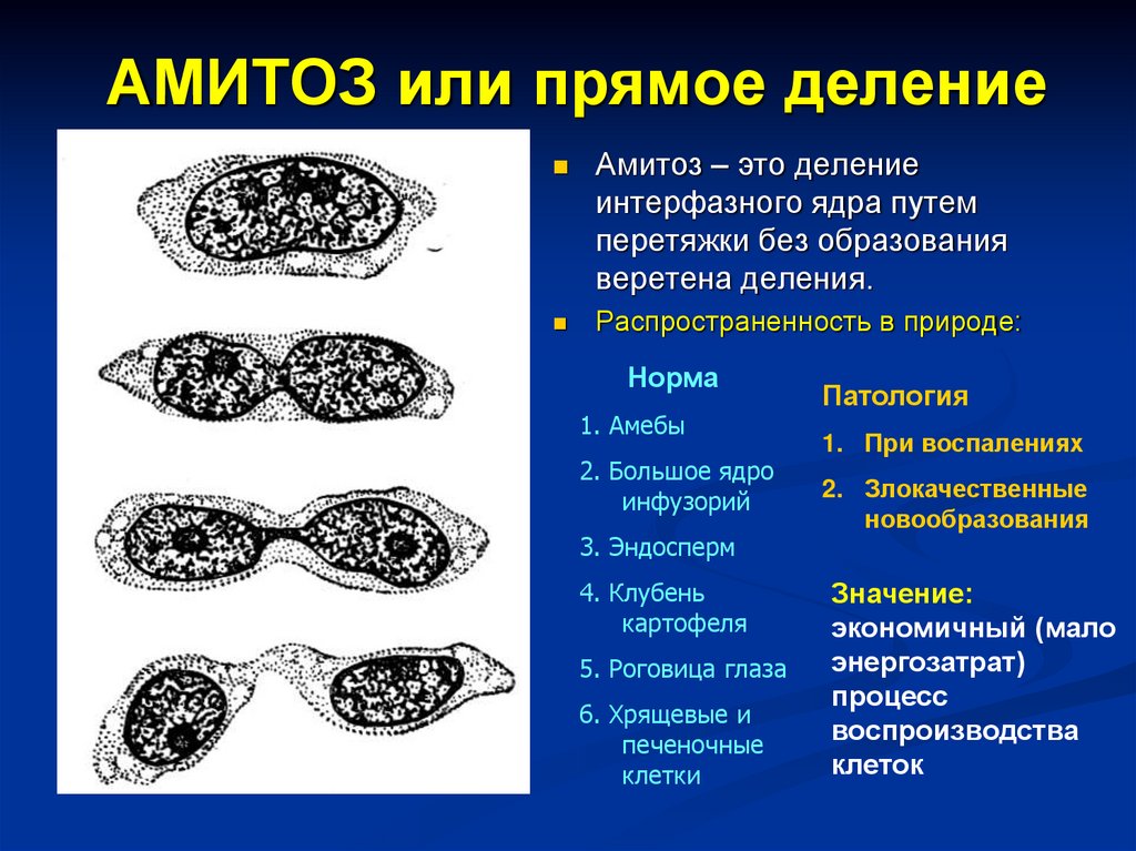 АМИТОЗ или прямое деление