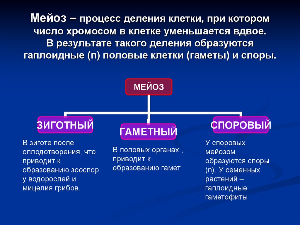 Мейоз – процесс деления клетки, при котором число хромосом в клетке уменьшается вдвое. В результате такого деления образуются