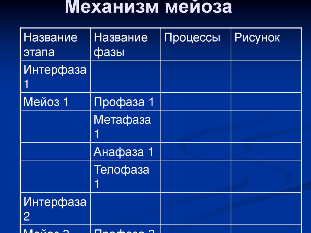 Механизм мейоза