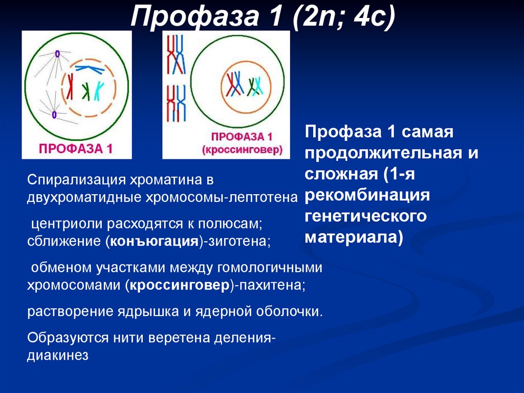 Профаза 1 (2n; 4с)