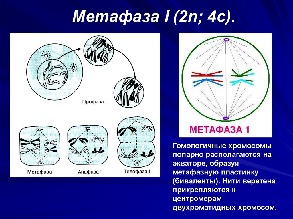 Метафаза I (2n; 4с).