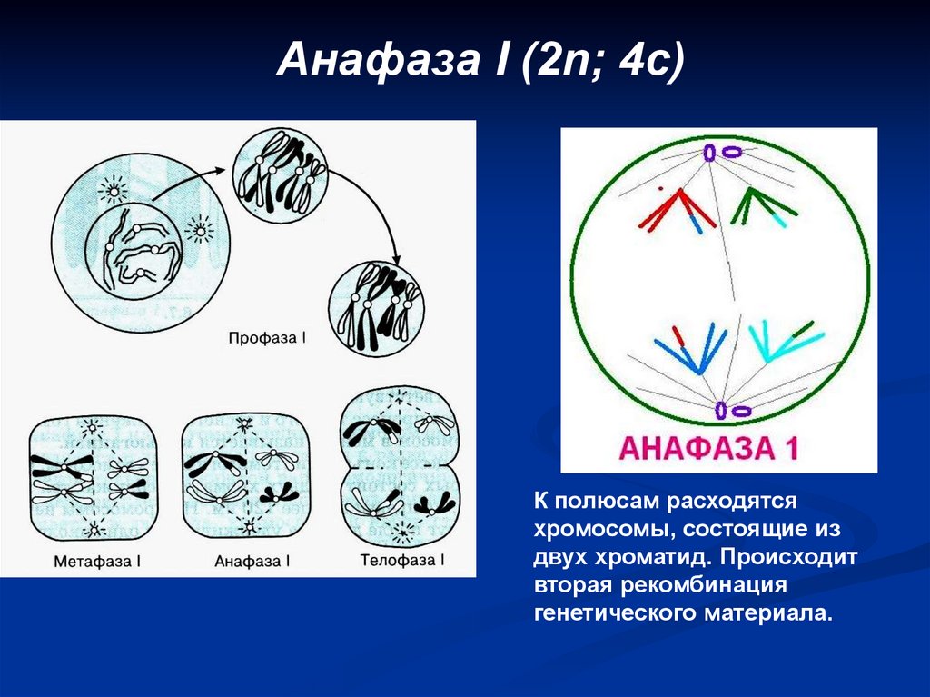Анафаза I (2n; 4с)
