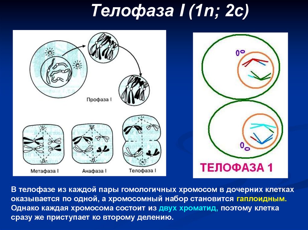 Телофаза I (1n; 2с)