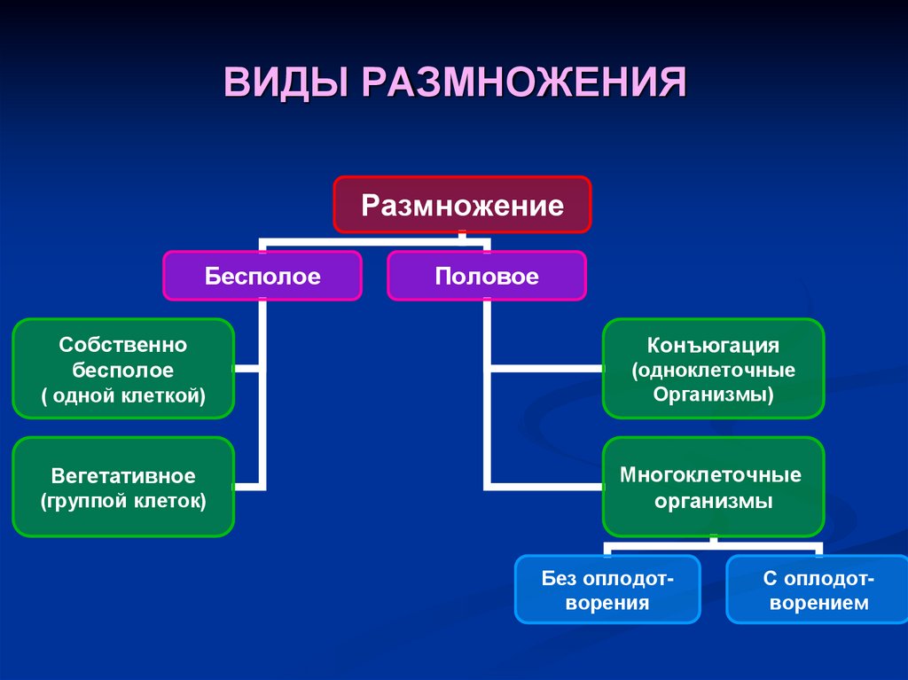 ВИДЫ РАЗМНОЖЕНИЯ