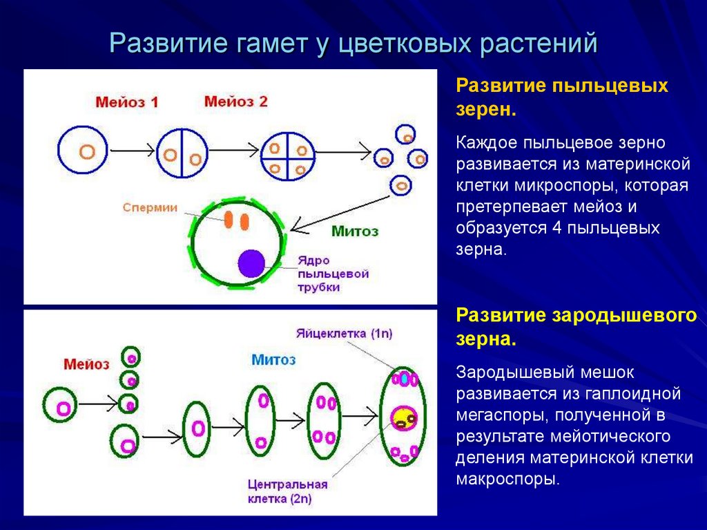 Развитие гамет у цветковых растений