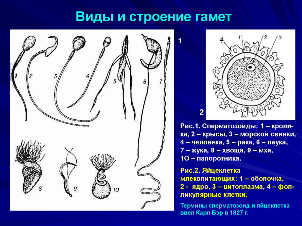 Виды и строение гамет