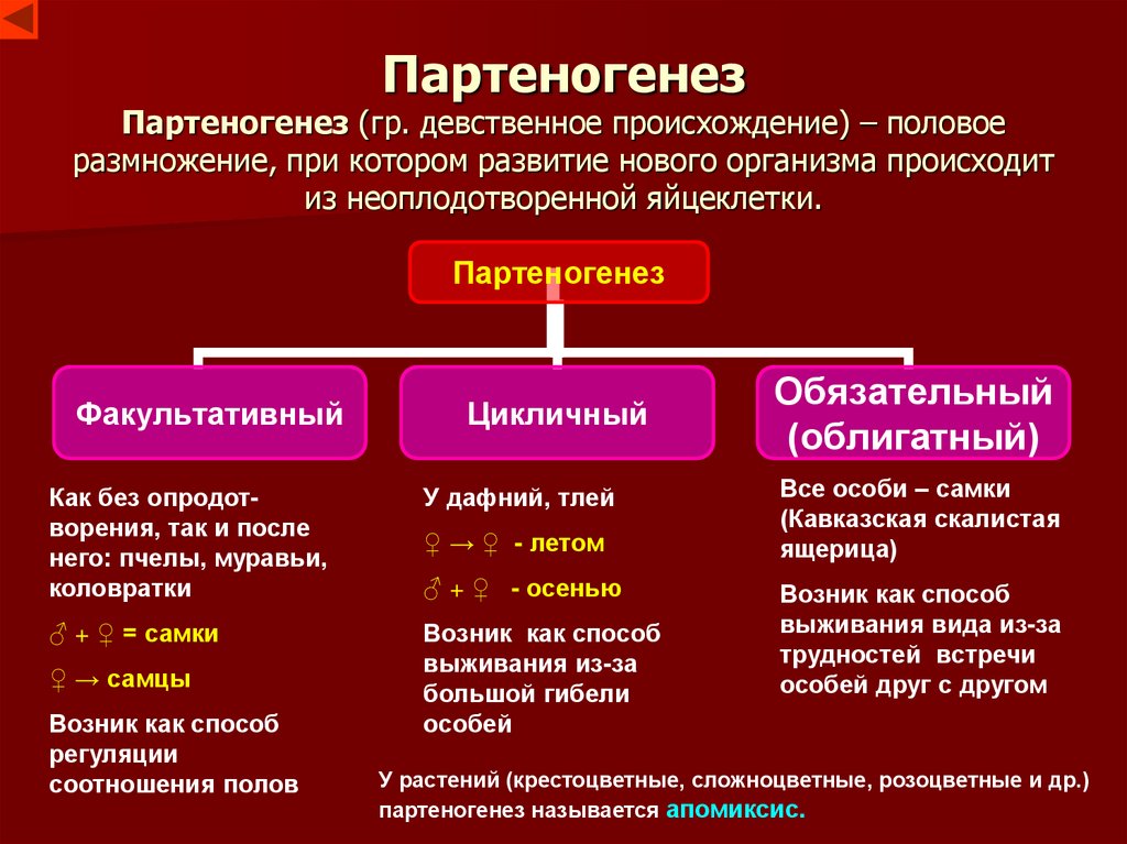 Партеногенез Партеногенез (гр. девственное происхождение) – половое размножение, при котором развитие нового организма