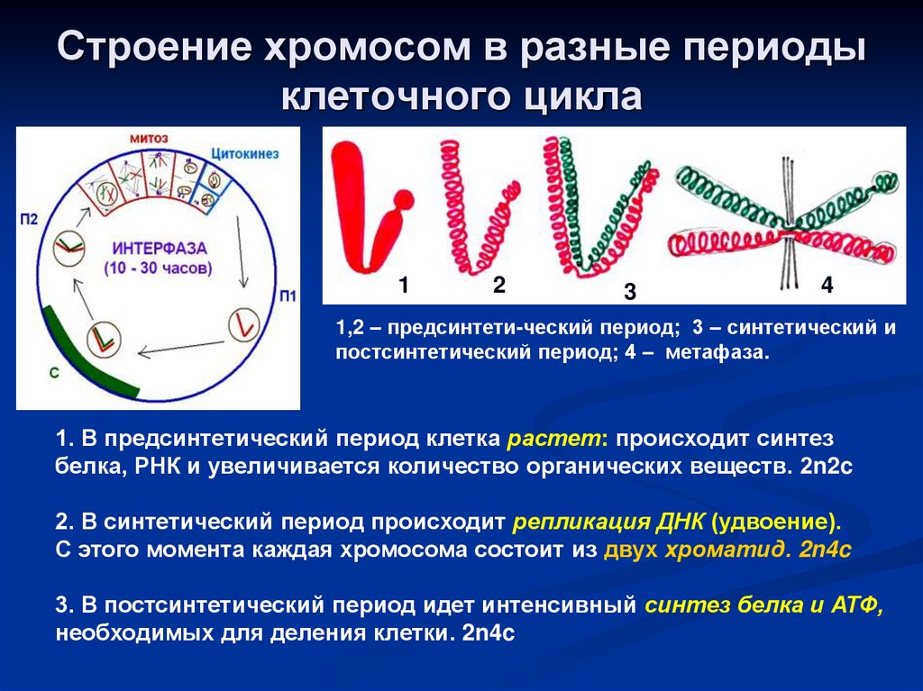 Строение хромосом в разные периоды клеточного цикла