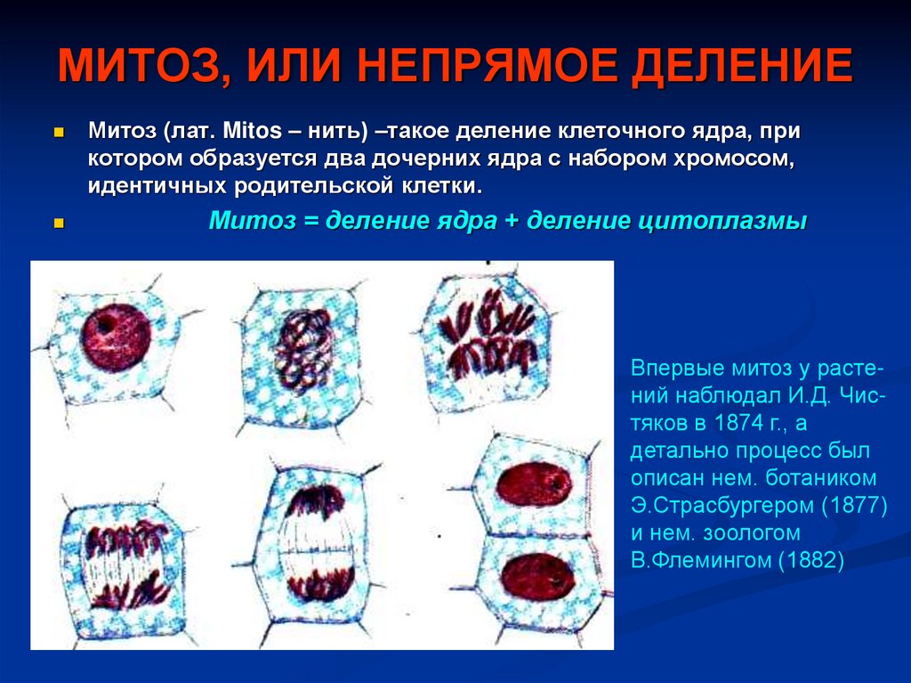 МИТОЗ, ИЛИ НЕПРЯМОЕ ДЕЛЕНИЕ