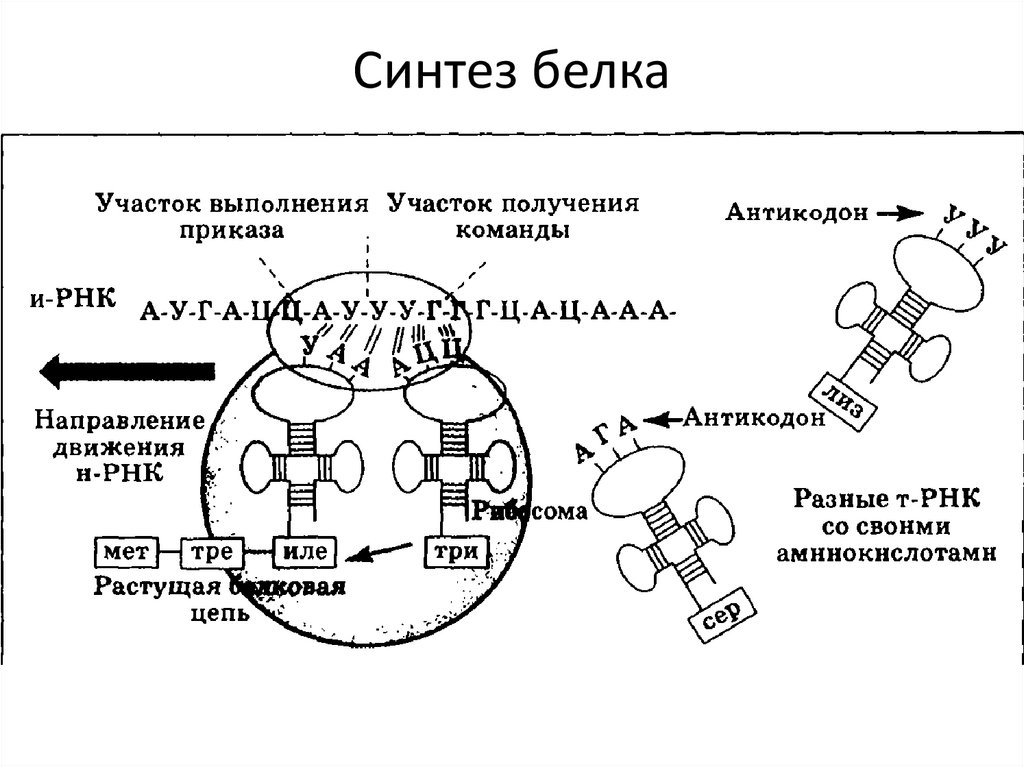 Синтез белка