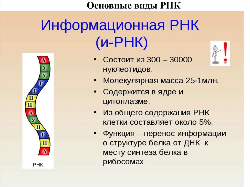 Основные виды РНК